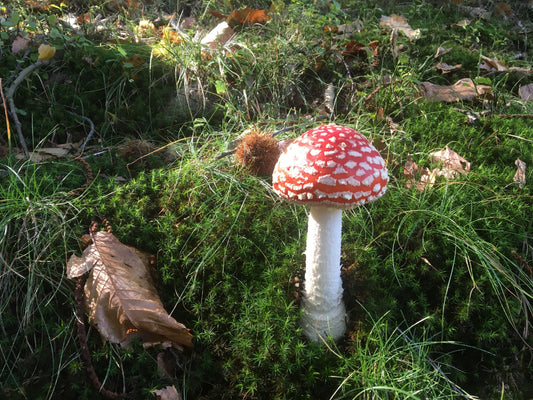 Ogni tazza comincia con una passeggiata nel bosco