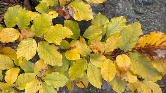 Selvatica: ceramiche nate dal sottobosco